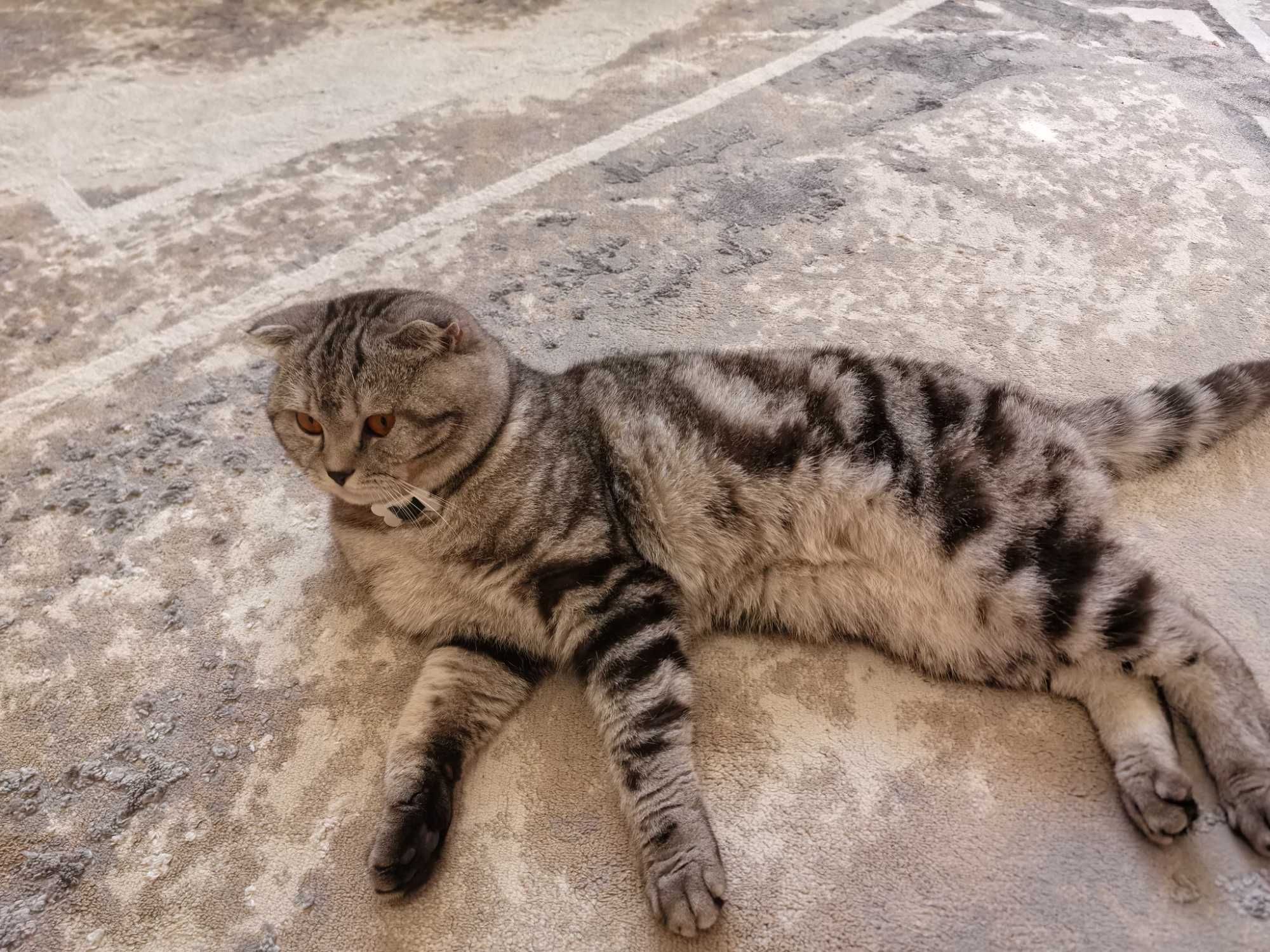 Шотландский вислоухий кот вязка.