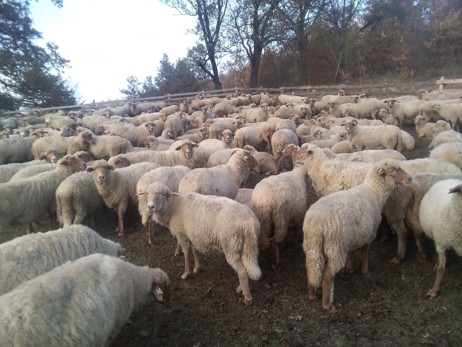 Oi țigaie de vănzare