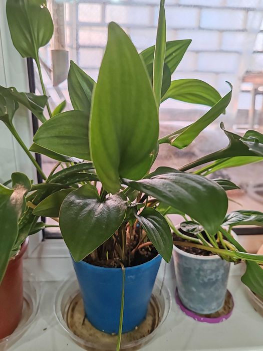 Цветы домашние, растения