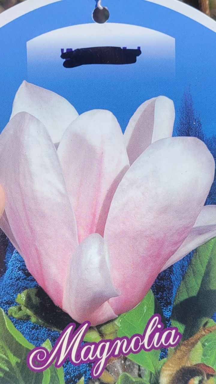 Magnolie 150-180 cm