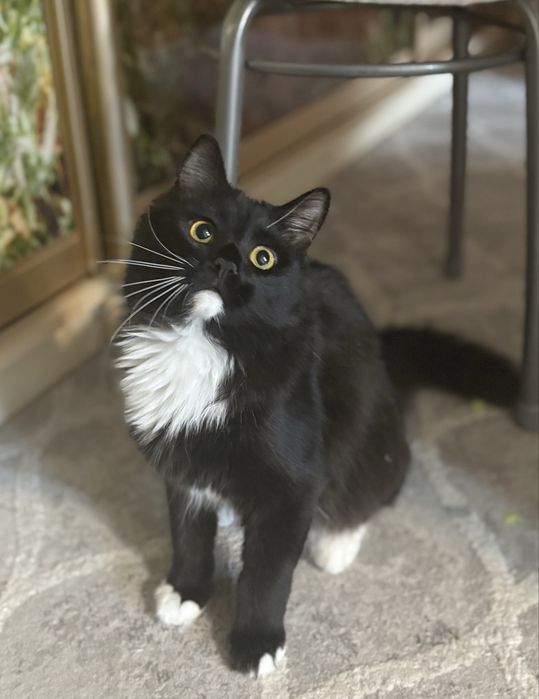 Домашняя кошечка в добрые руки