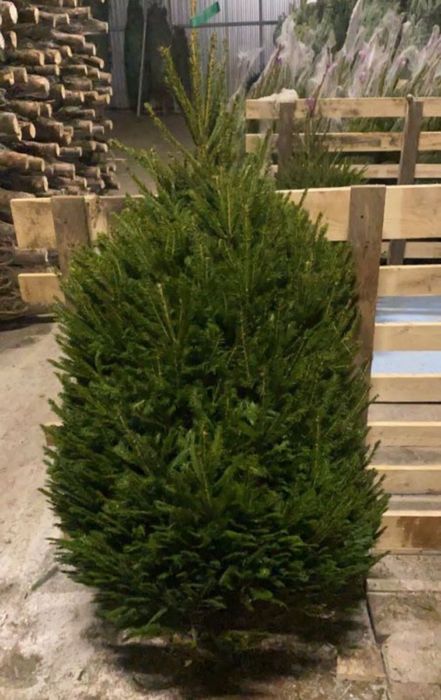Живая елка Круглосуточно Доставка.