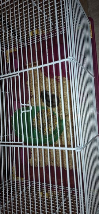 hamster si cusca complet echipata