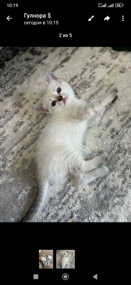 Породистые котята первый снимок мама