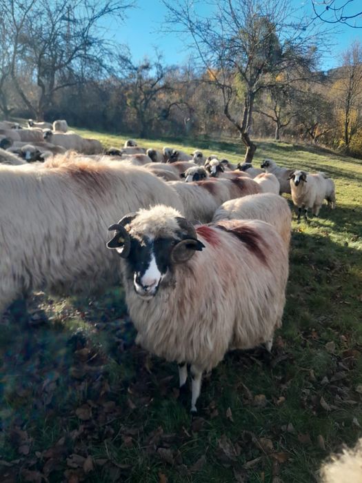 Vand 4 oii breze cu nasul alb