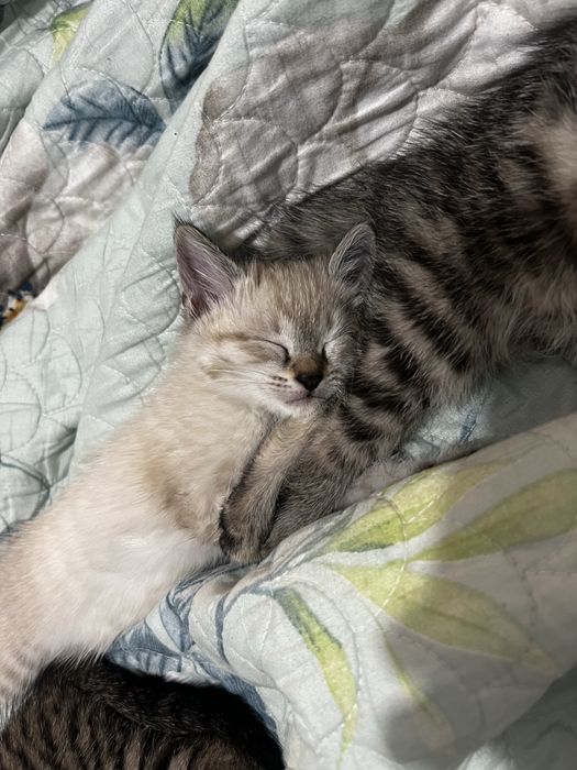 Отдам в добрые руки