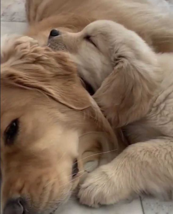 Голдън ретривър игрив сладур момче