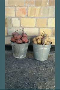Продается домашняя рассыпчатая отборная красная картошка Каркаралинск
