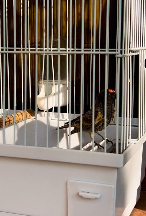 Kanareyka Karalyok Каралйок