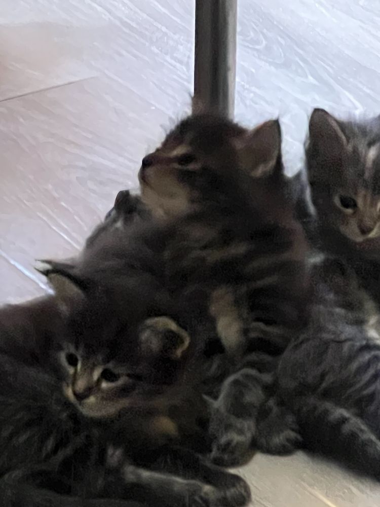 Котята. Мама Мейн кунь.