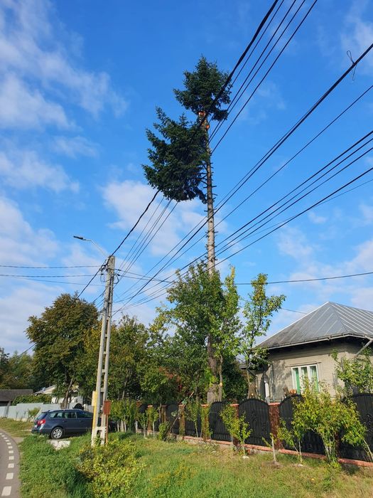 Toaletare arbori defrisari toaletari arbori copaci taiere taieri arbor