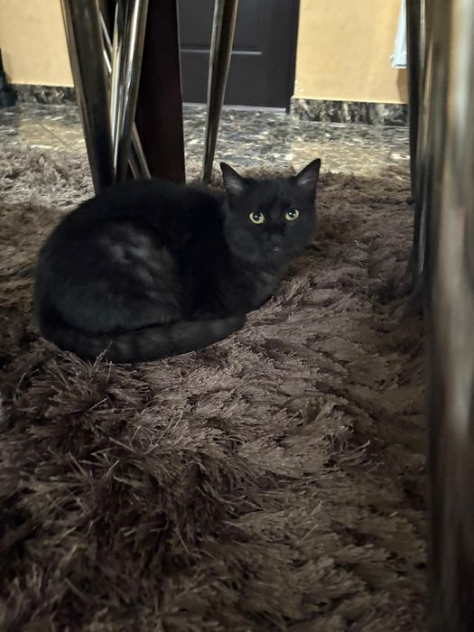 Ofer spre donație 3 băieți de pisica în vârstă de 4 luni