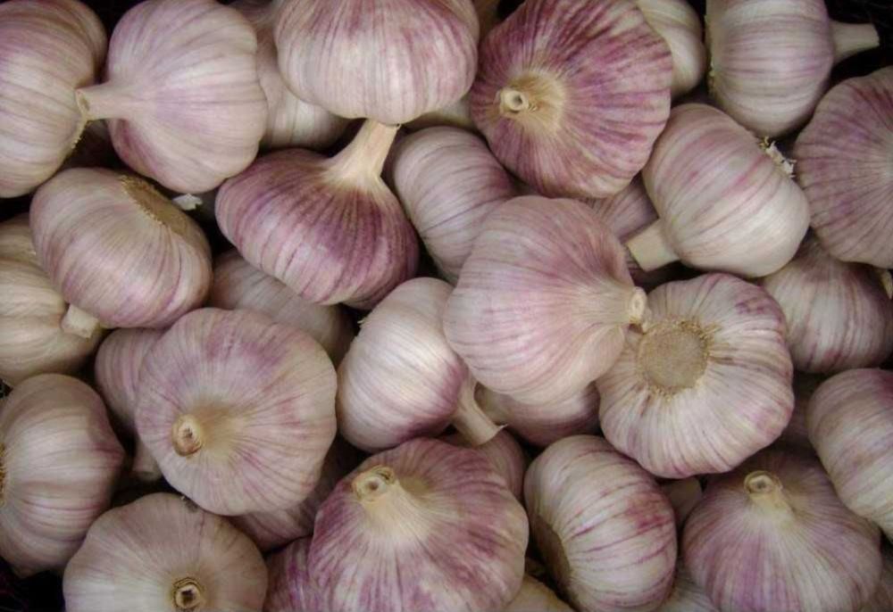 Продаётся домашний чеснок.