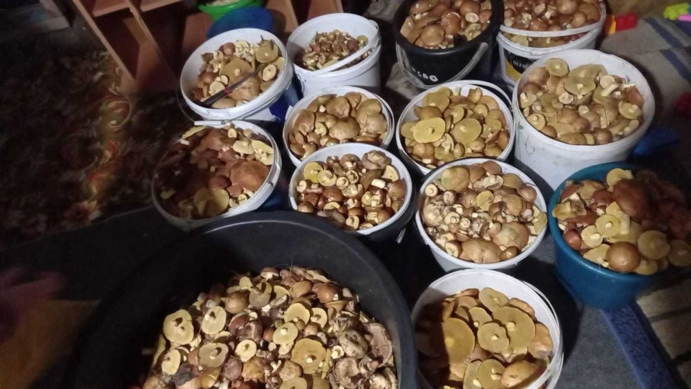 грибы солённые маслята, коровники, подтопольники, вешенки