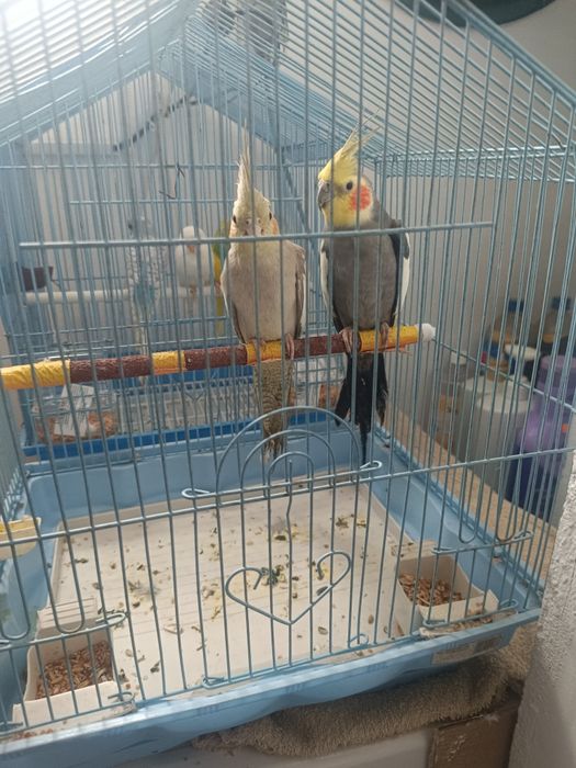 Vând pereche de nimfe 350 și peruși 50 de lei bucata