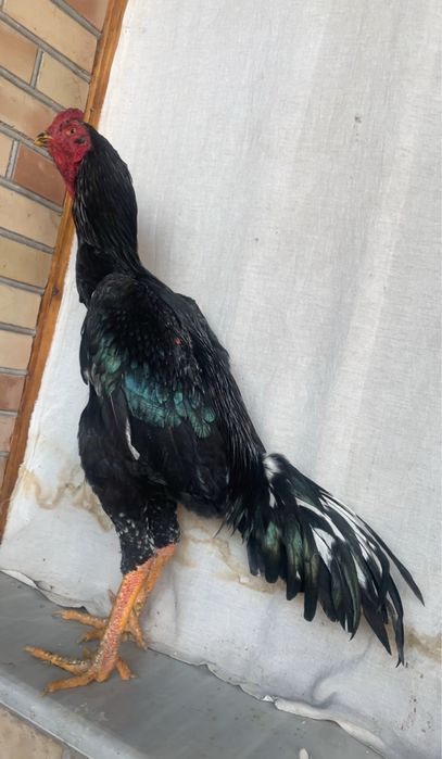 O shamo yoshiga tulgan 120$ kami bor