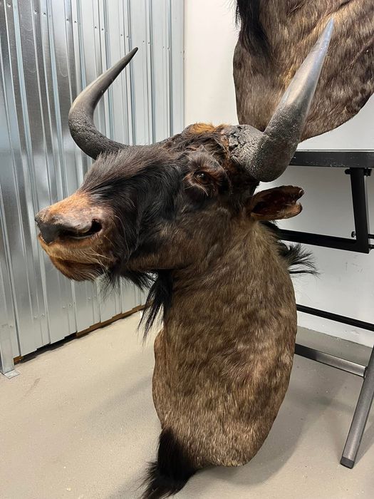 3 броя трофеи от Гну