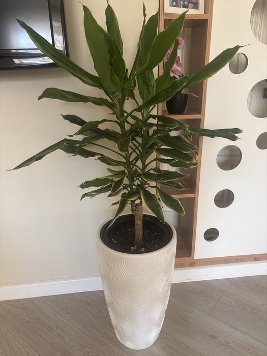 Драцена комнатный цветок