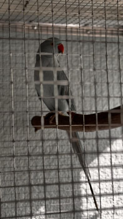 Toti qush papugay anjerella sotiladi kok nar