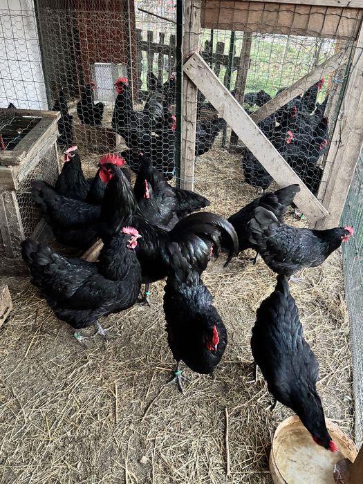 Precomenzi pentru puiisori/ouă de incubat Australorp Negru