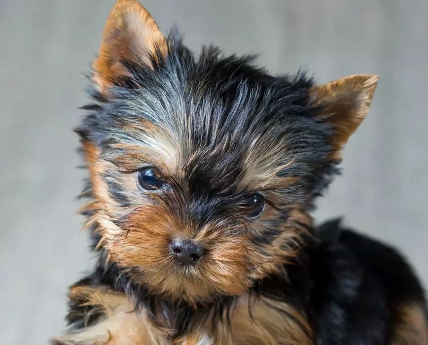 Yorkshire terrier talie mica