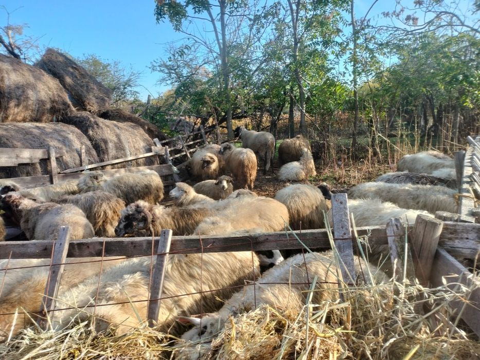 De vânzare oi Țurcane