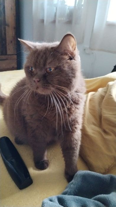 British cinnamon