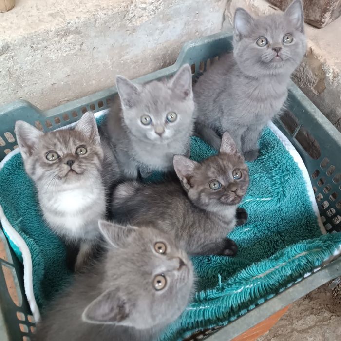 Продам котят шотландских