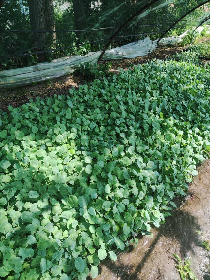 Răsad de varză la alveole,0,70 bani