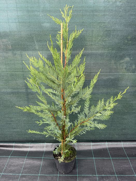 Oferta Cupressocyparis Leylandii