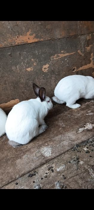 Vând iepuri jud.iasi
