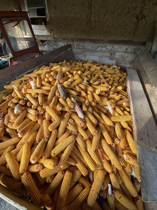 Vand porumb stiulete