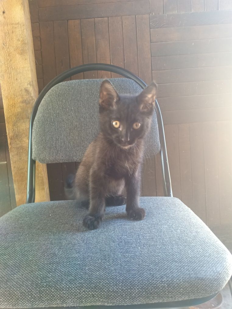 Котенок в хорошие руки