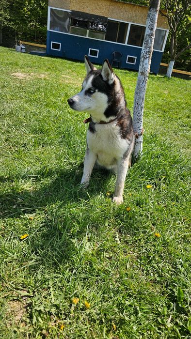 Husky Siberian femelă