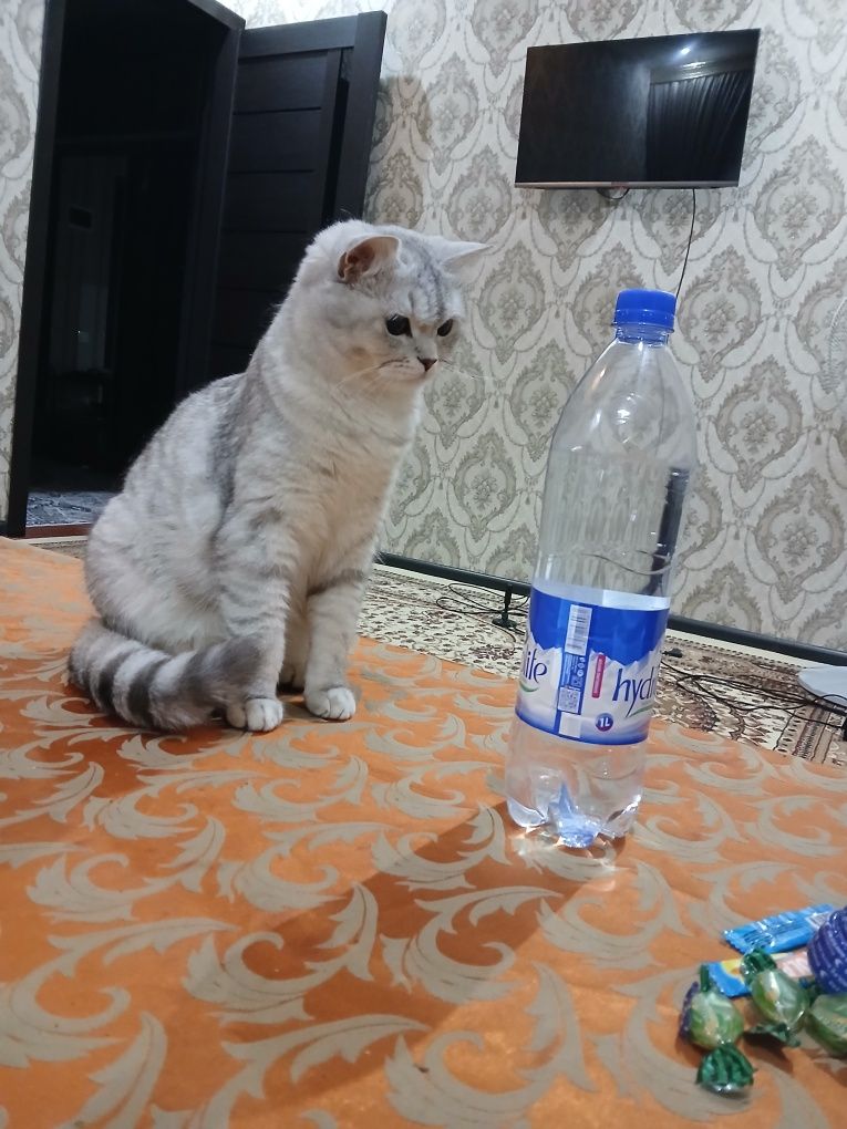 Продаётся кошка по имени Мая...