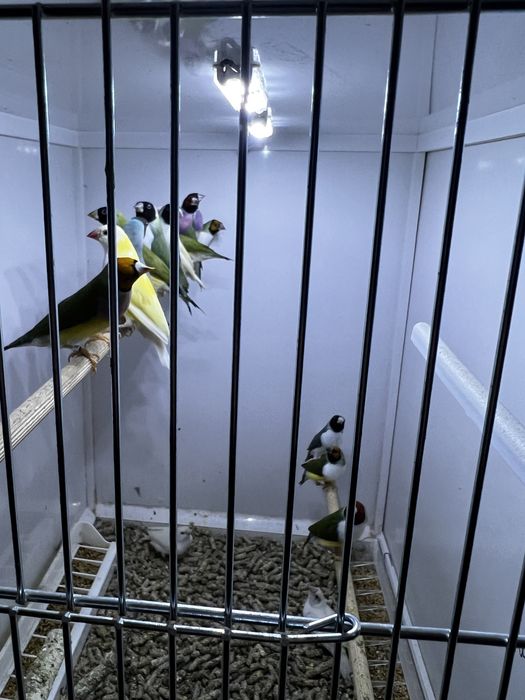 Gulzi gould amandine