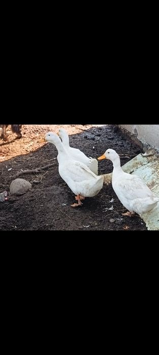 De vanzare 2 rate si  un ratoi pekin pentru detalii in privat