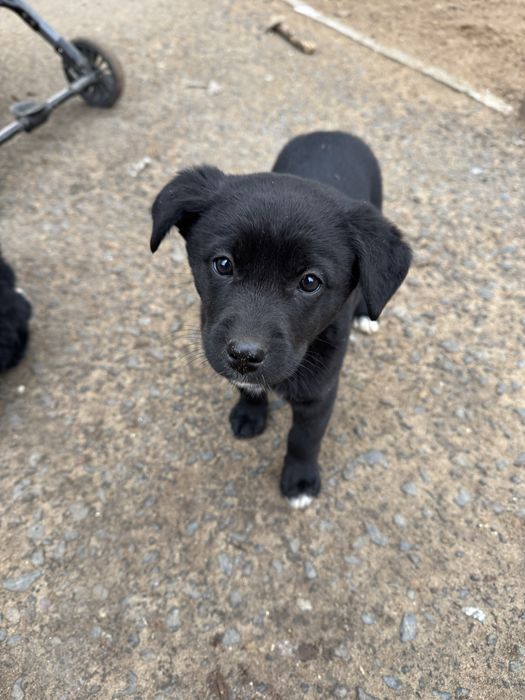 Щенки бесплатно