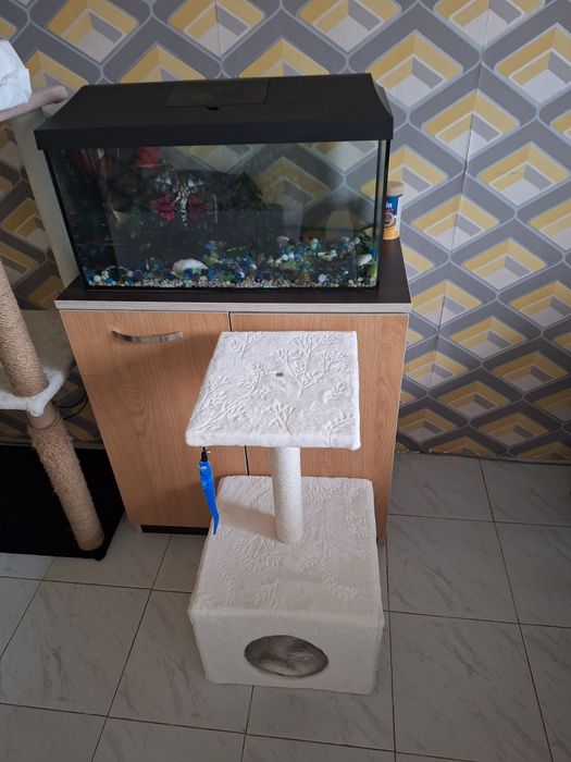 Котешка катерушка