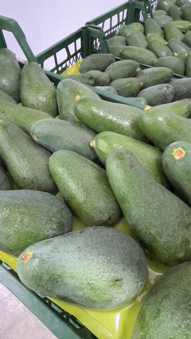 авокадо yangi turk avokadosi