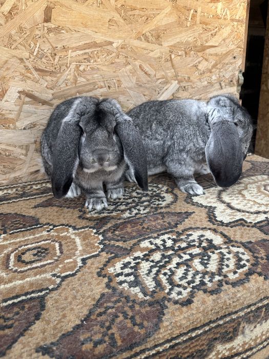 Iepuri berbec german