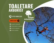 Toaletare Reducere Coronament - Servicii Firma Alpinist Arborist Cluj