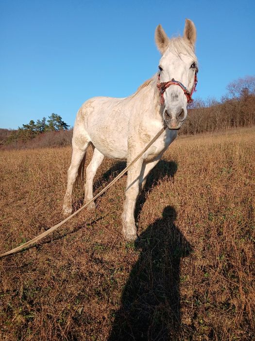 Vând sau schimb  cal cu alte animale