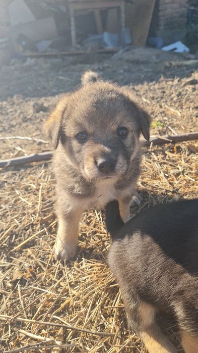 Подарявам малки кученца на 1 месец