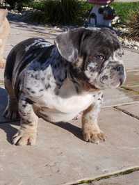 Mascul American Bully Exotic