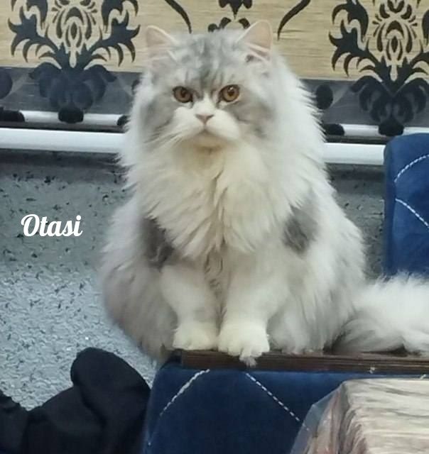 Shatlanisky okras serebrisctiy shinshila heyland bollari