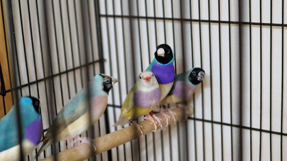 Гулдови амадини!!!