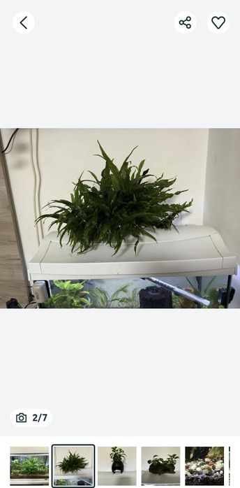 Decoruri naturale acvariu, plante,lemne ,melci, creveți, nuca de cocos