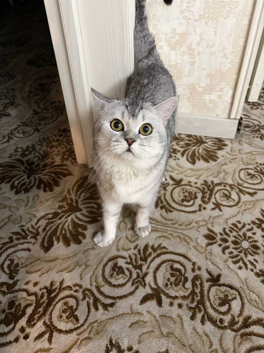 Вязкага куямиз киз мушукларни