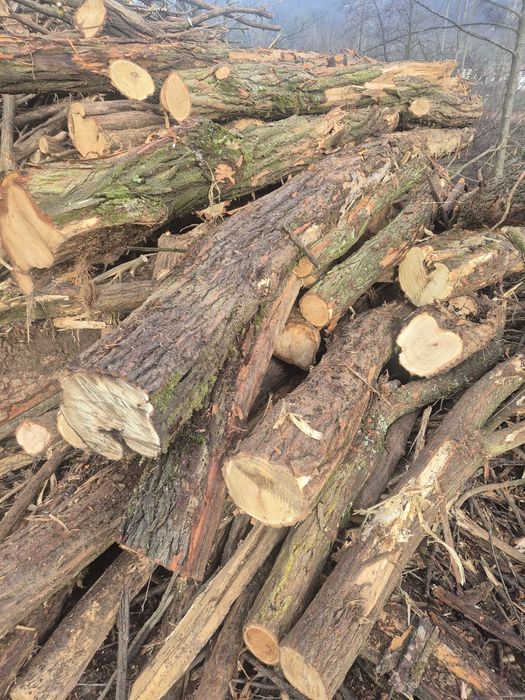 Lemne de foc fag si salcam